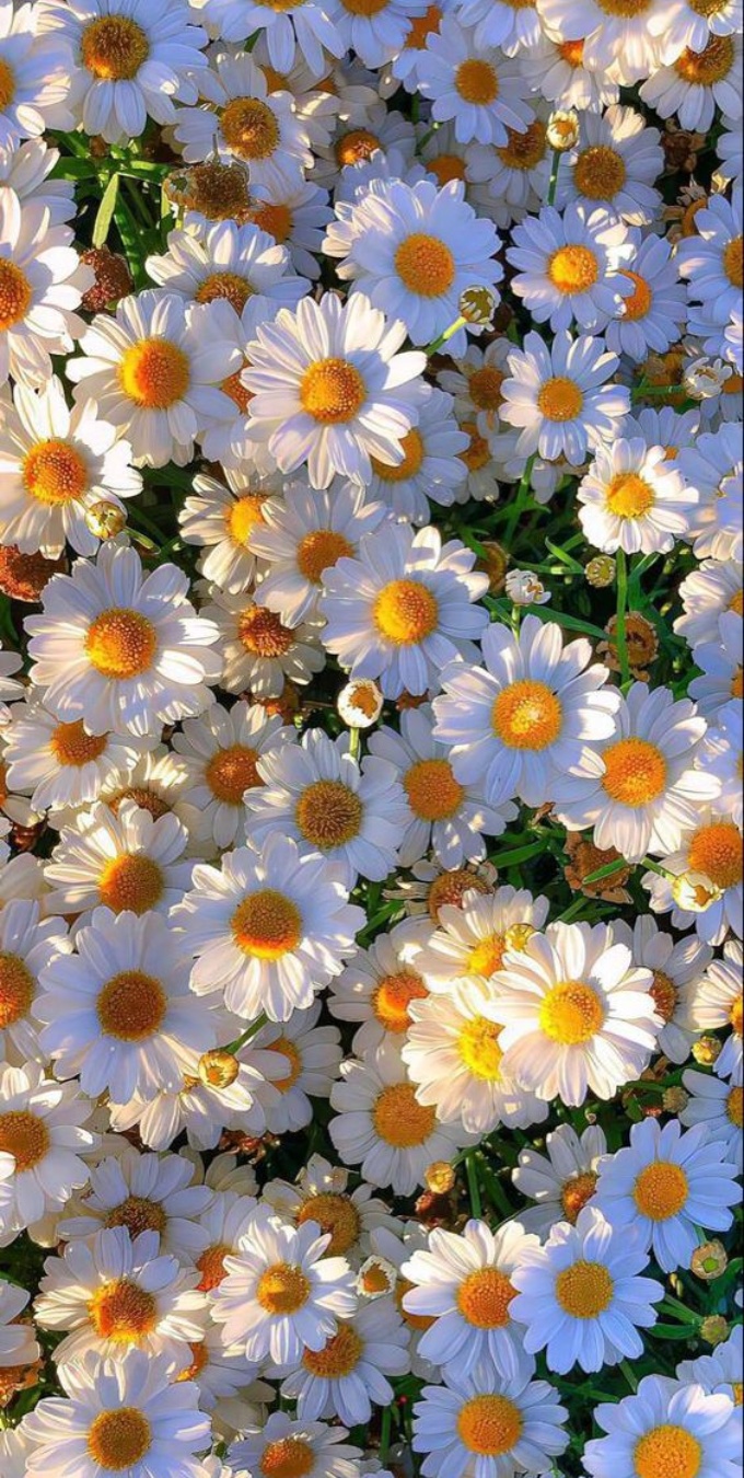 Hình nền hoa cúc cho điện thoại