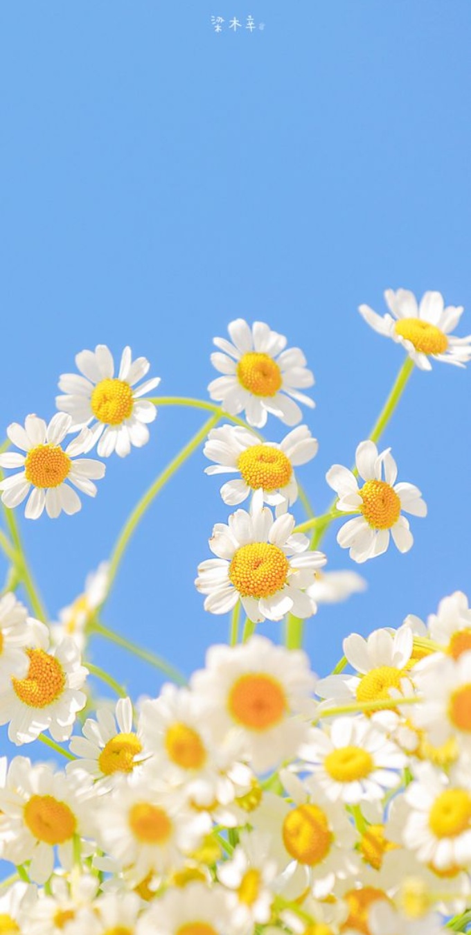 Hình nền hoa cúc cho điện thoại