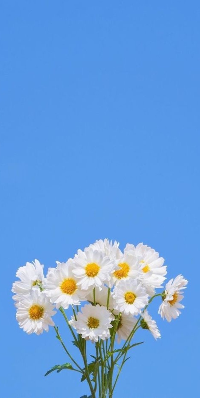 Hình nền hoa cúc cho điện thoại