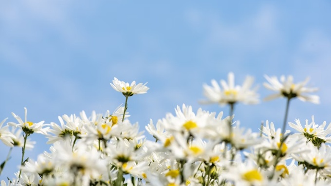 Hình nền hoa cúc cho máy tính