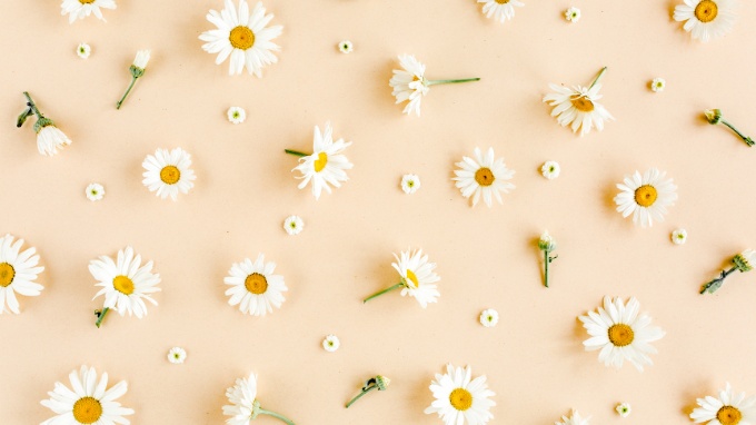 Hình nền hoa cúc cho máy tính