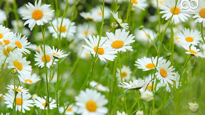 Hình nền hoa cúc cho máy tính