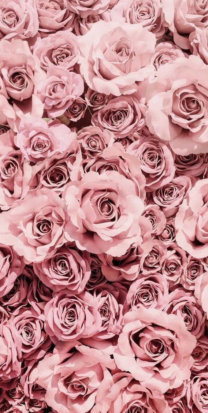 Hình nền hoa hồng cho điện thoại