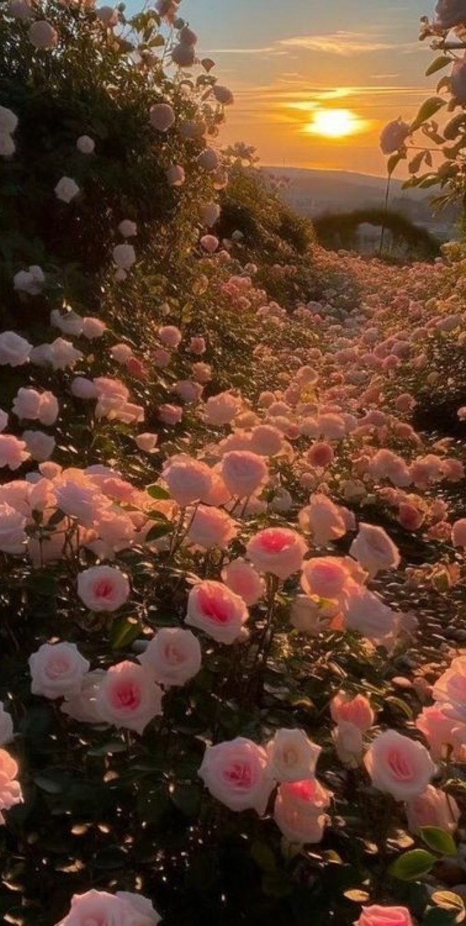 Hình nền hoa hồng cho điện thoại
