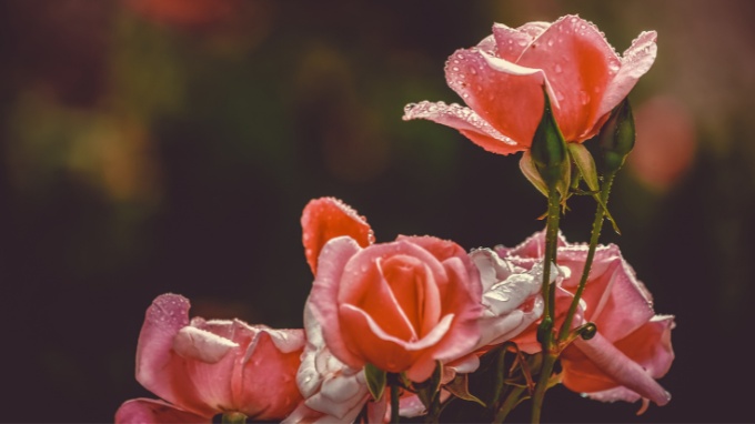 Hình nền hoa hồng cho máy tính