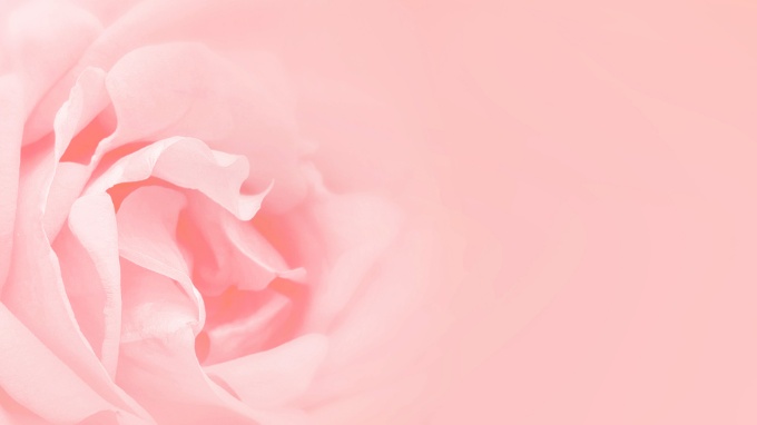 Hình nền hoa hồng cho máy tính