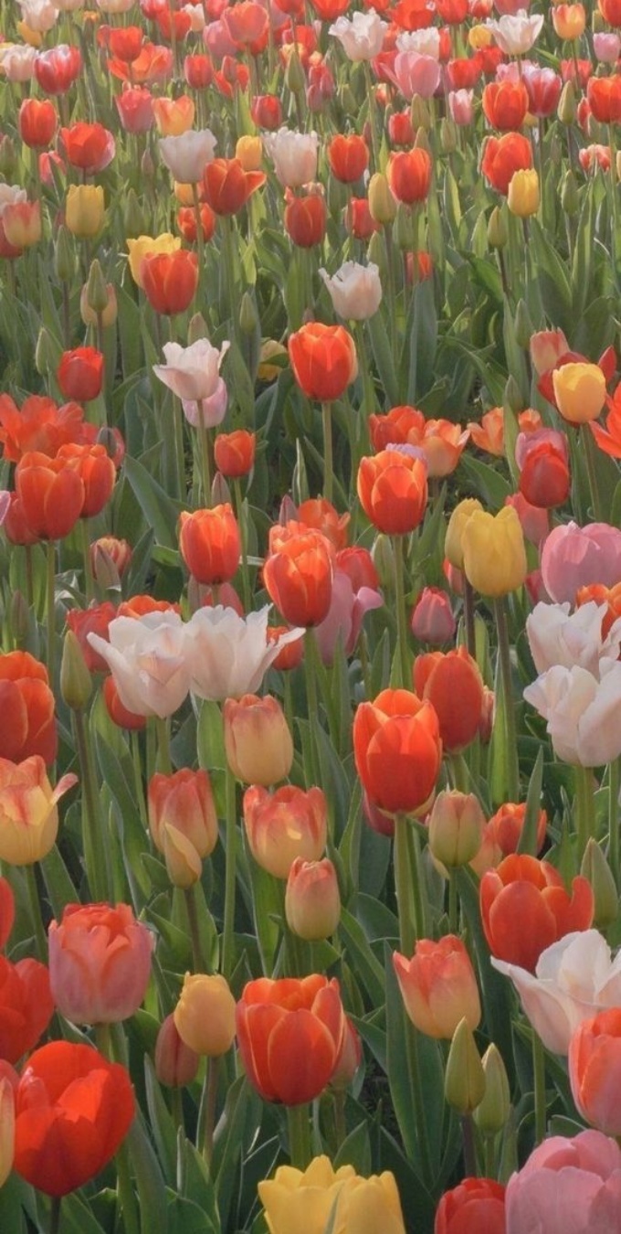 Hình nền hoa tulip cho điện thoại