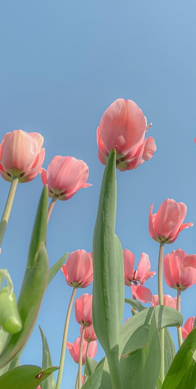 Hình nền hoa tulip cho điện thoại