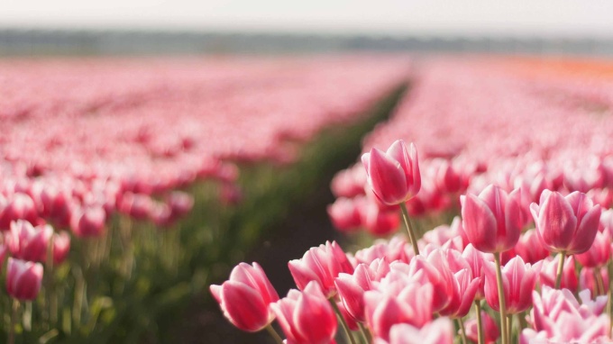 Hình nền hoa tulip cho máy tính