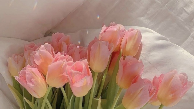 Hình nền hoa tulip cho máy tính
