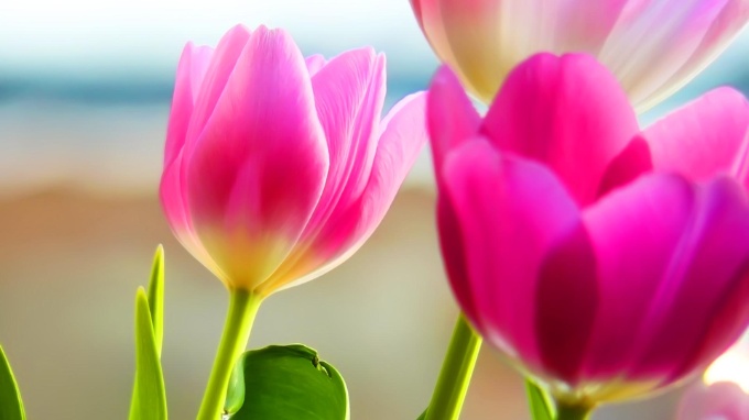 Hình nền hoa tulip cho máy tính