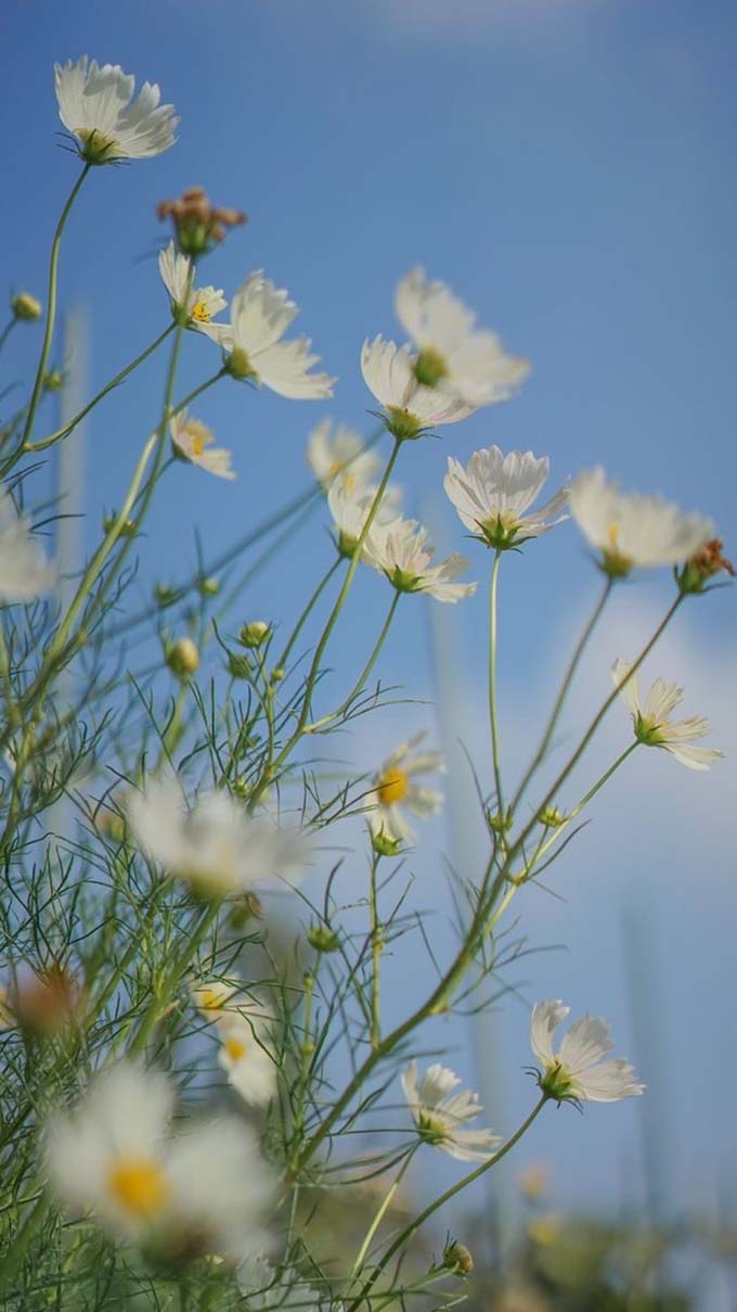 Hình nền phong cảnh thiên nhiên độc đáo cho iPhone 16 (Plus/Pro/Pro Max)