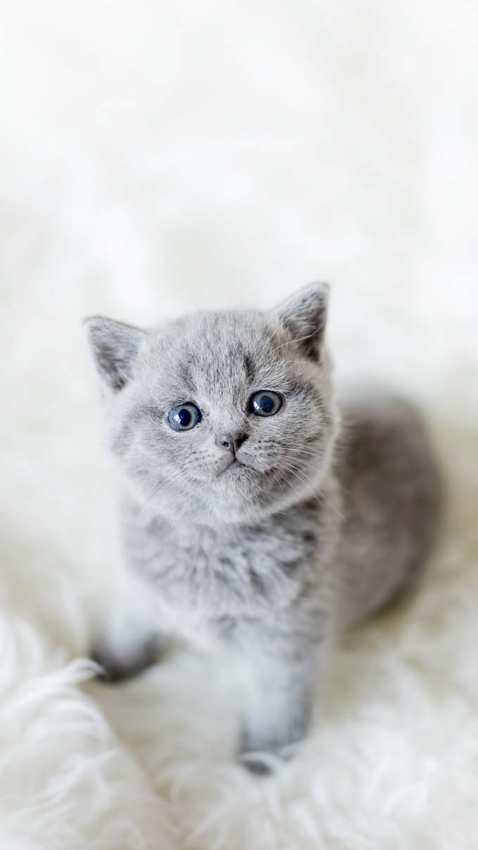 Hình nền iPhone 16, iPhone 16 Pro Max dễ thương về thú cưng