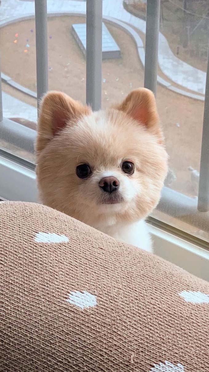 Hình nền iPhone 16, iPhone 16 Pro Max dễ thương về thú cưng