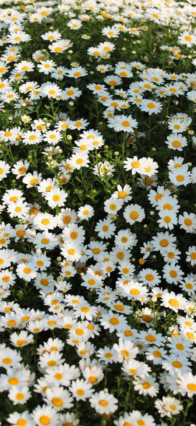 Hình nền iPhone 17 chủ đề hoa