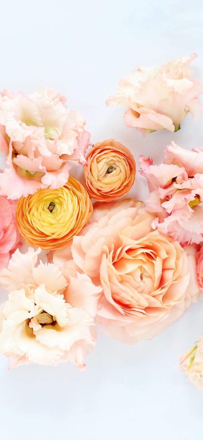 Hình nền iPhone 17 chủ đề hoa