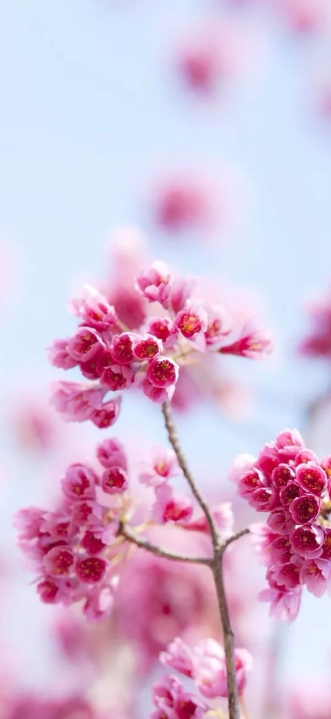 Hình nền iPhone 17 chủ đề hoa