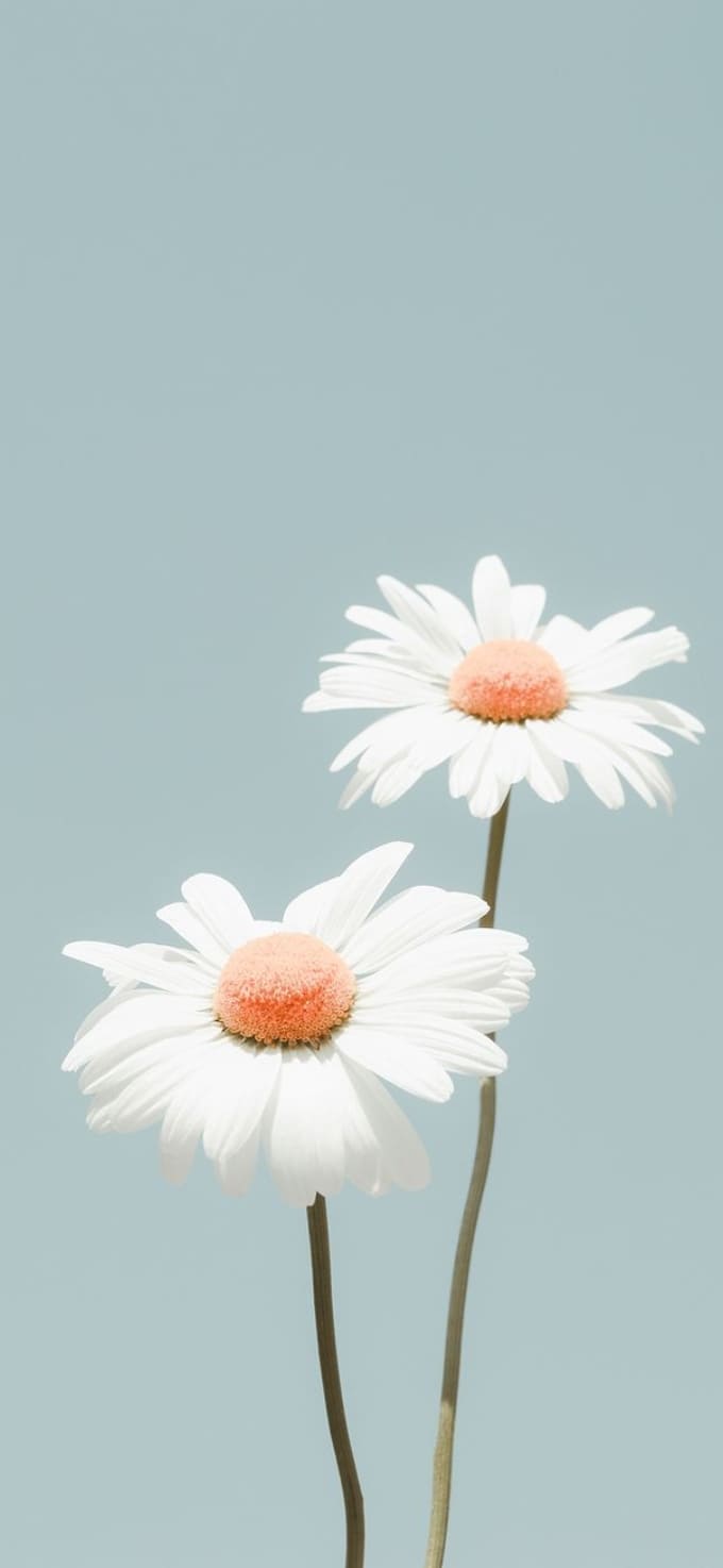 Hình nền iPhone 17 chủ đề hoa