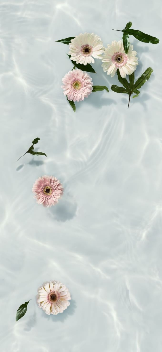 Hình nền iPhone 17 chủ đề hoa