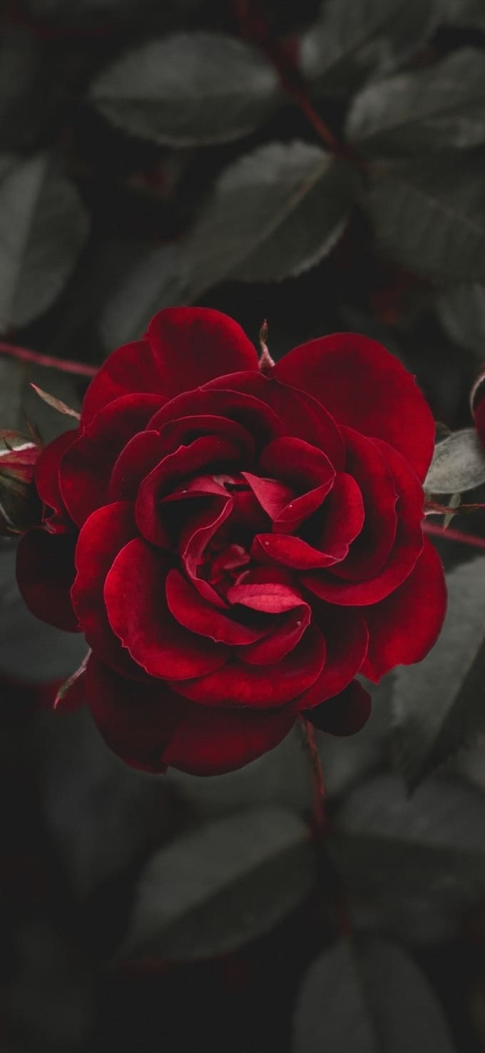 Hình nền iPhone 17 chủ đề hoa