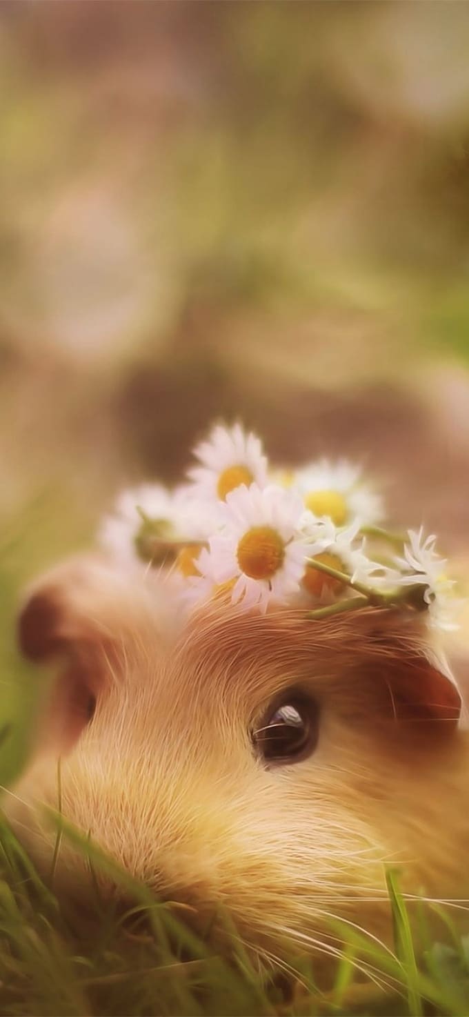 Hình nền iPhone 17 chủ đề thú cưng