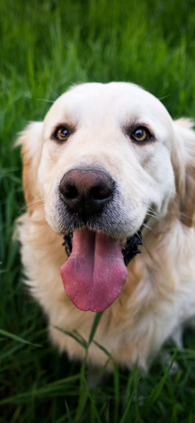 Hình nền iPhone 17 chủ đề thú cưng