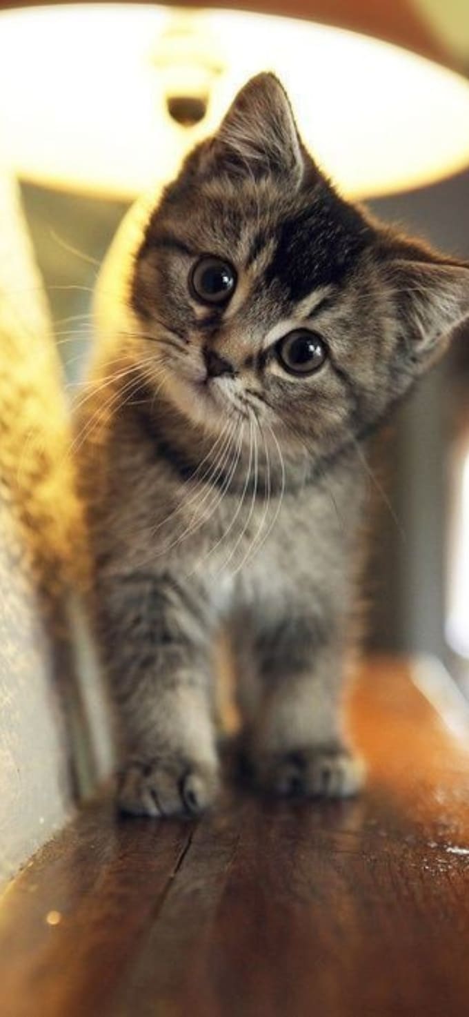 Hình nền iPhone 17 chủ đề thú cưng