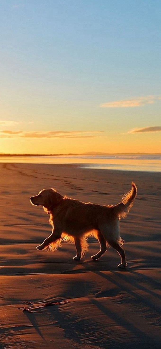 Hình nền iPhone 17 chủ đề thú cưng