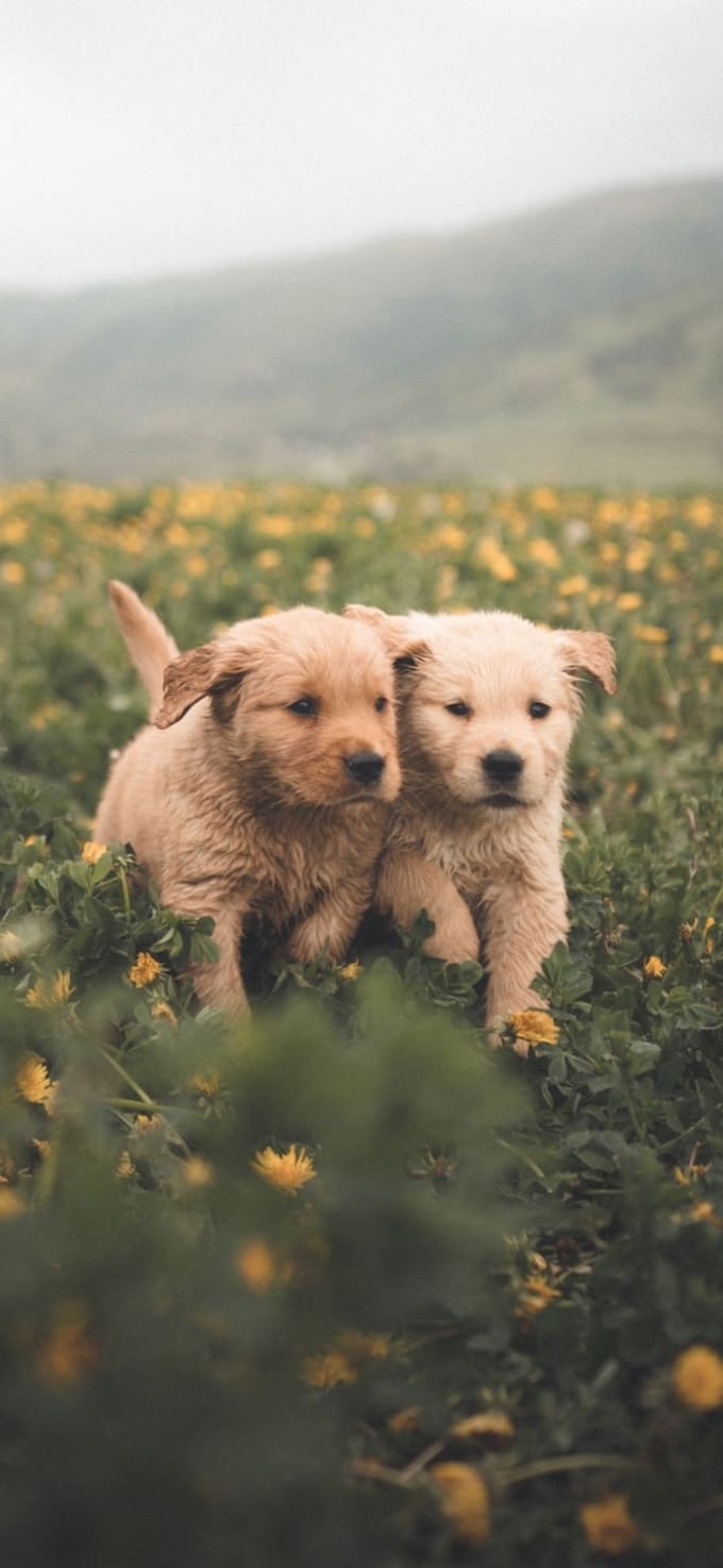 Hình nền iPhone 17 chủ đề thú cưng