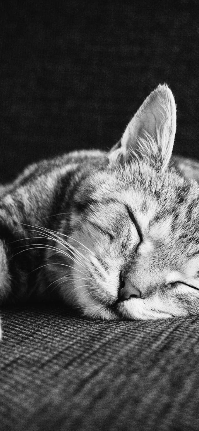 Hình nền iPhone 17 chủ đề thú cưng