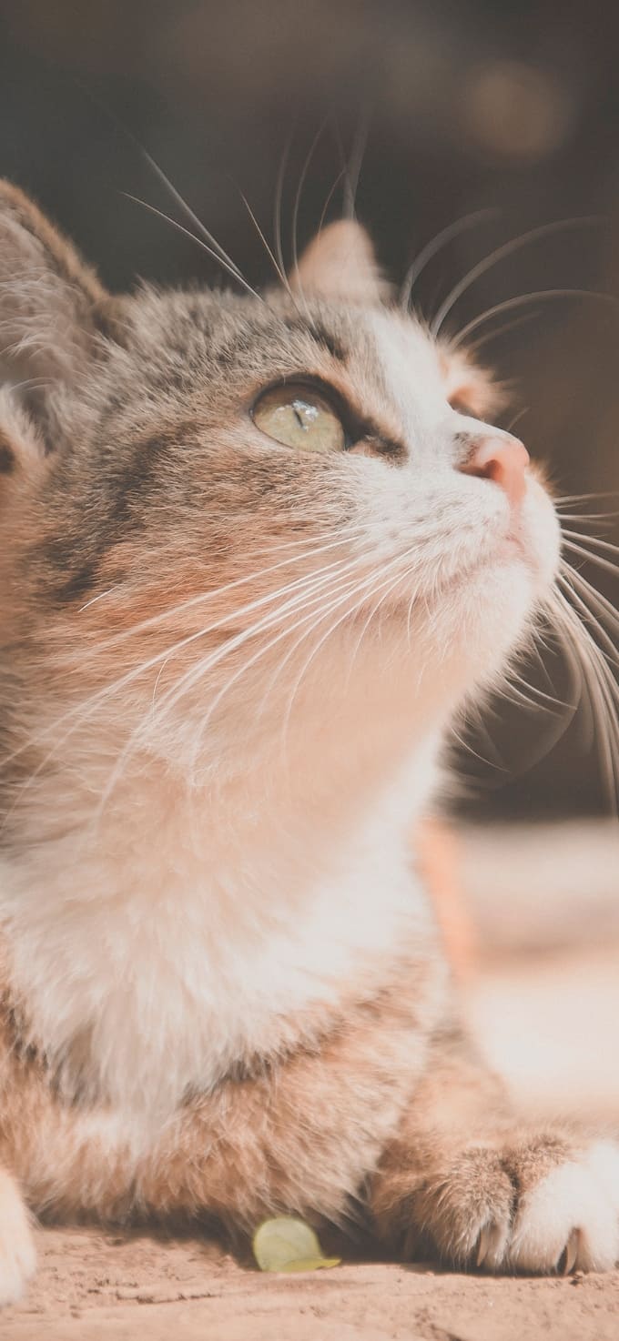 Hình nền iPhone 17 chủ đề thú cưng