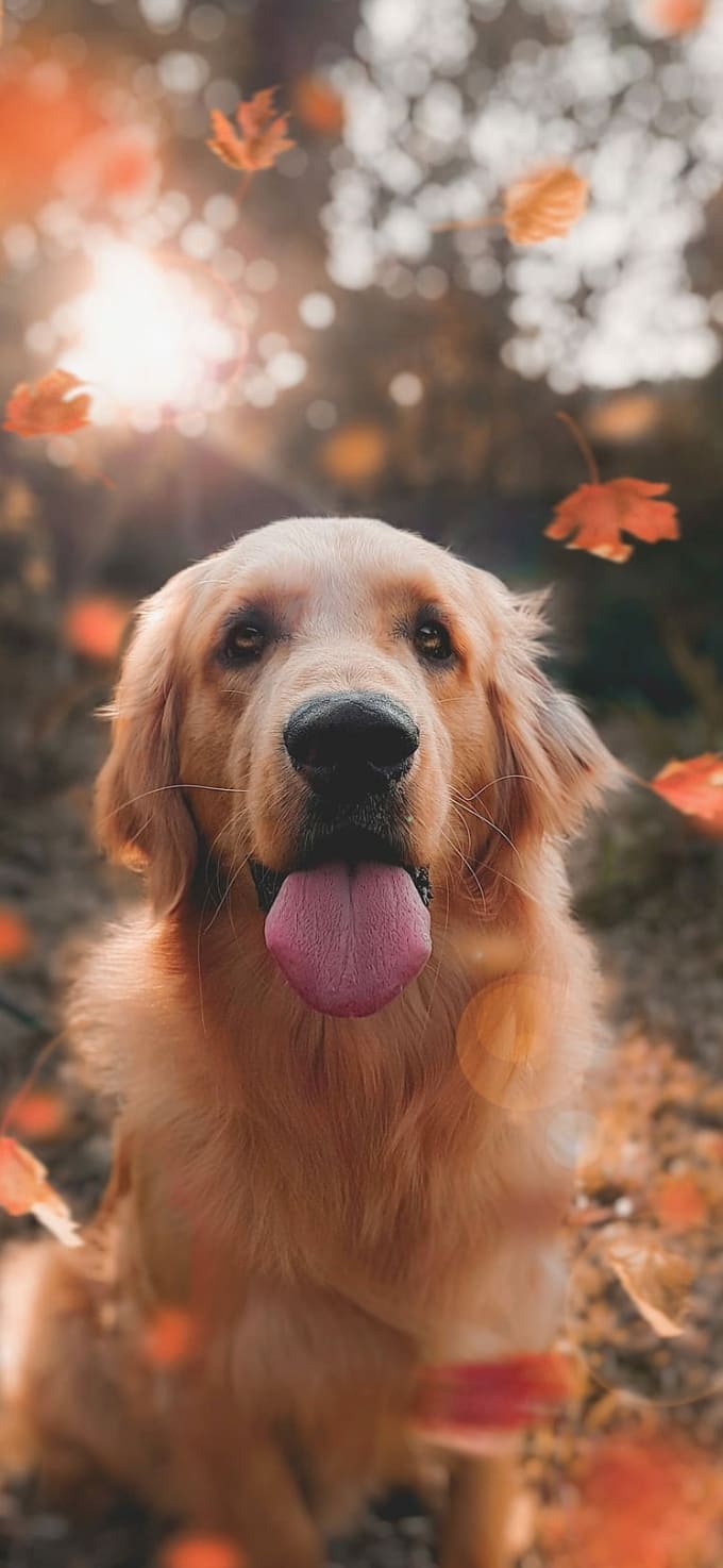 Hình nền iPhone 17 chủ đề thú cưng