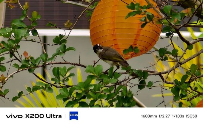 Ảnh chụp với tiêu cự 1600mm