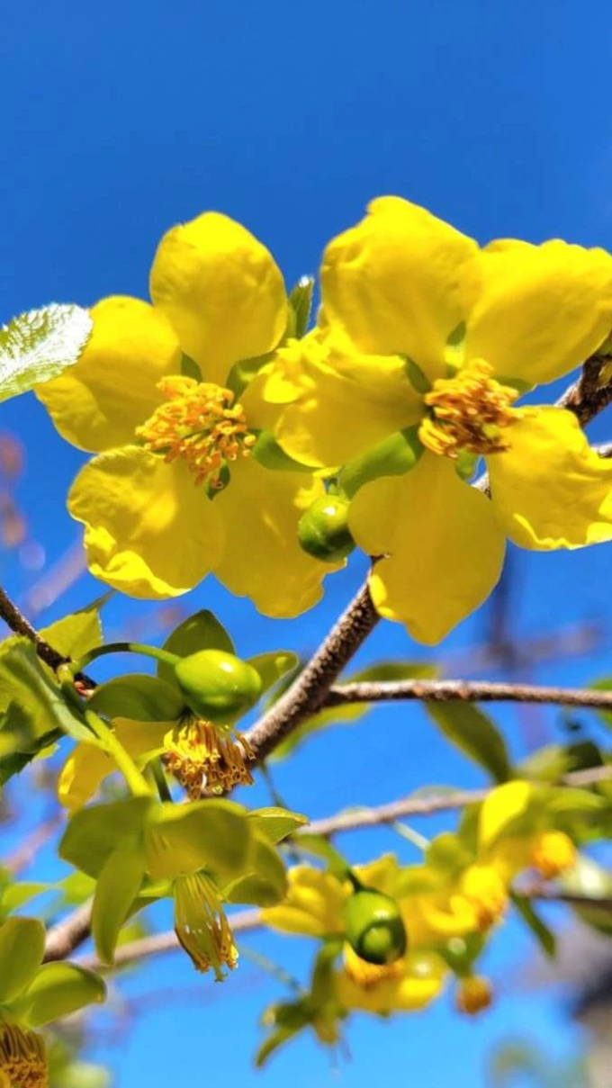 Hình nền hoa mai Tết cho điện thoại