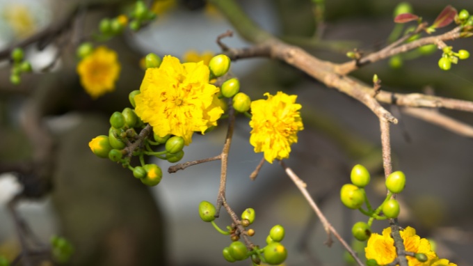 Hình nền hoa mai Tết cho máy tính