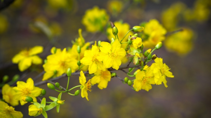 Hình nền hoa mai Tết cho máy tính