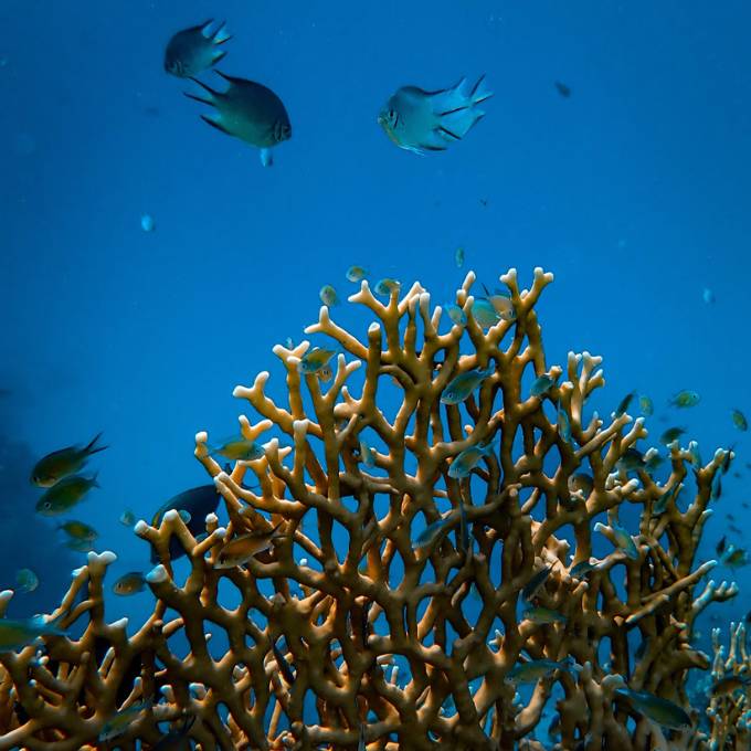 Hình nền Apple Watch dưới đại dương 5