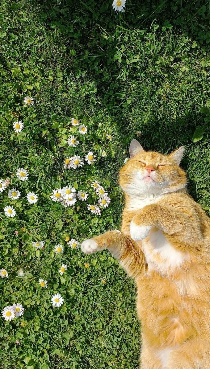 Hình nền động vật