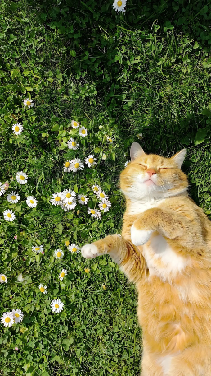 hình nền xiaomi về con mèo